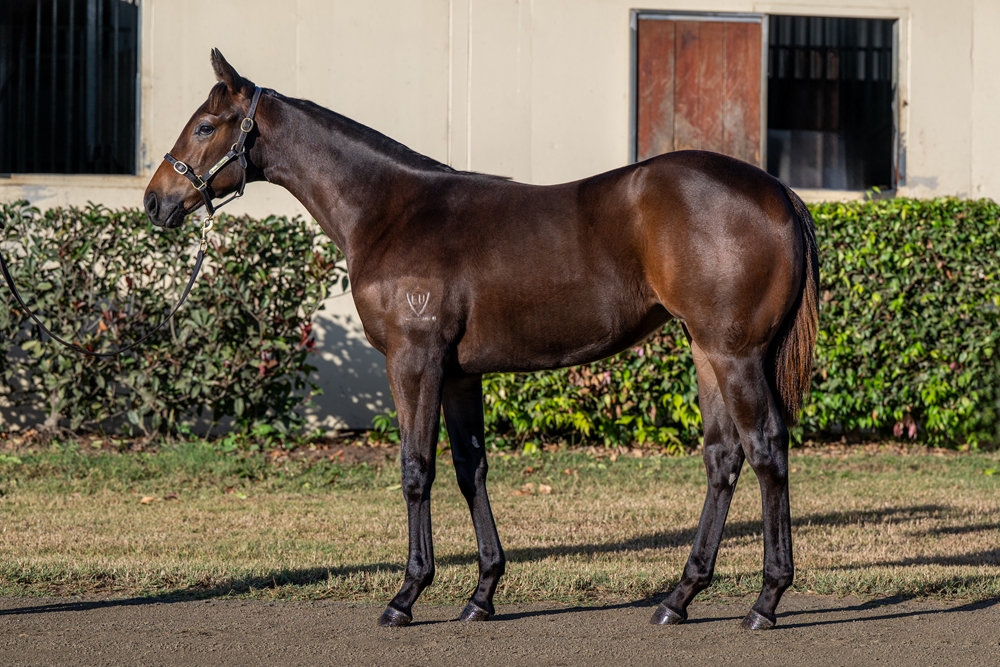 Wild Ruler (AUS) / Touchabeel (NZ) 2025 Filly - Image 1