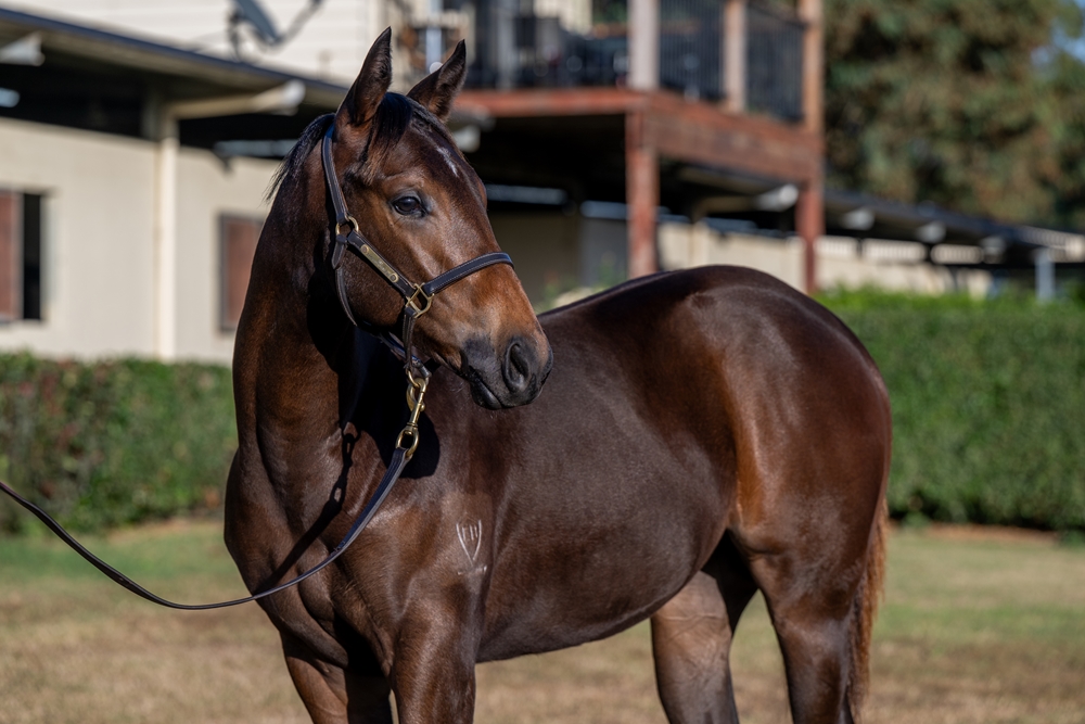 Wild Ruler (AUS) / Touchabeel (NZ) 2025 Filly - Image 2
