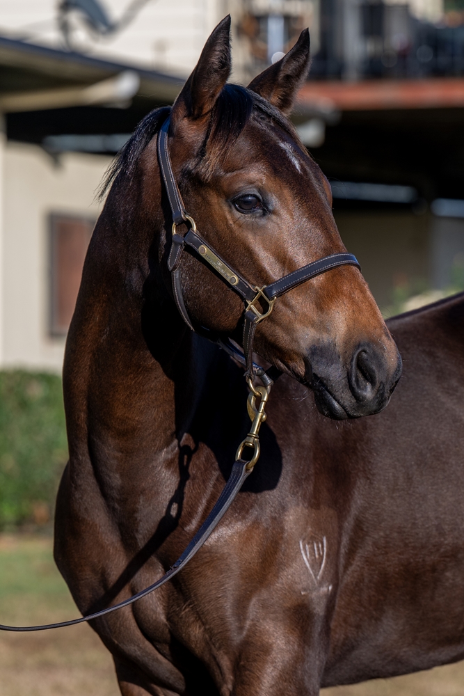 Wild Ruler (AUS) / Touchabeel (NZ) 2025 Filly - Image 3