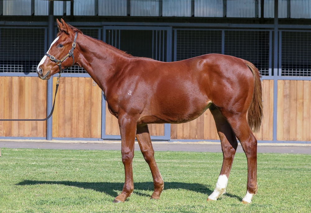 Toronado (IRE) / La Filomena (IRE) 2025 Colt - Image 1