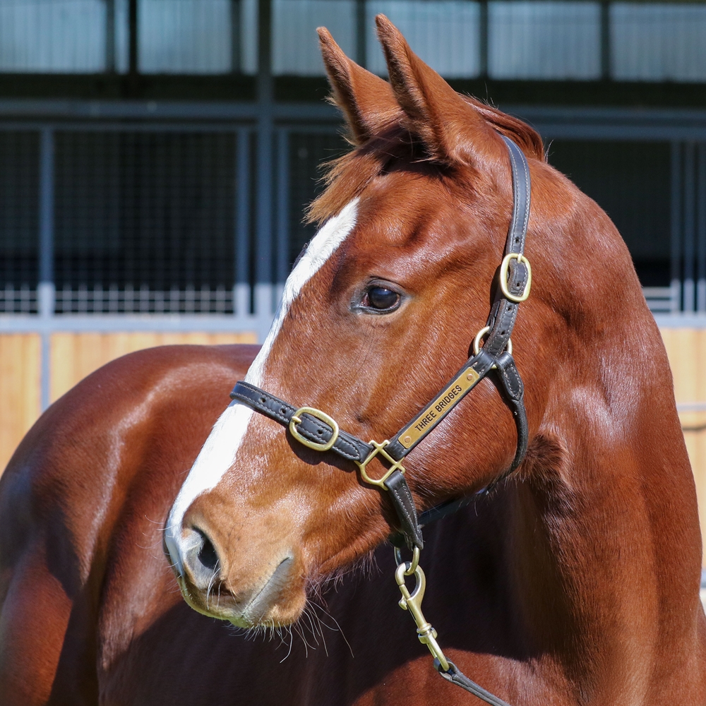 Toronado (IRE) / La Filomena (IRE) 2025 Colt - Image 2