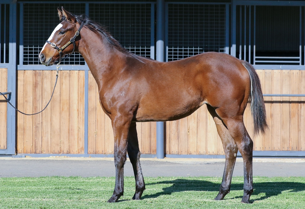 Lofty Strike (AUS) / Lady Millions (AUS) 2025 Filly - Image 1