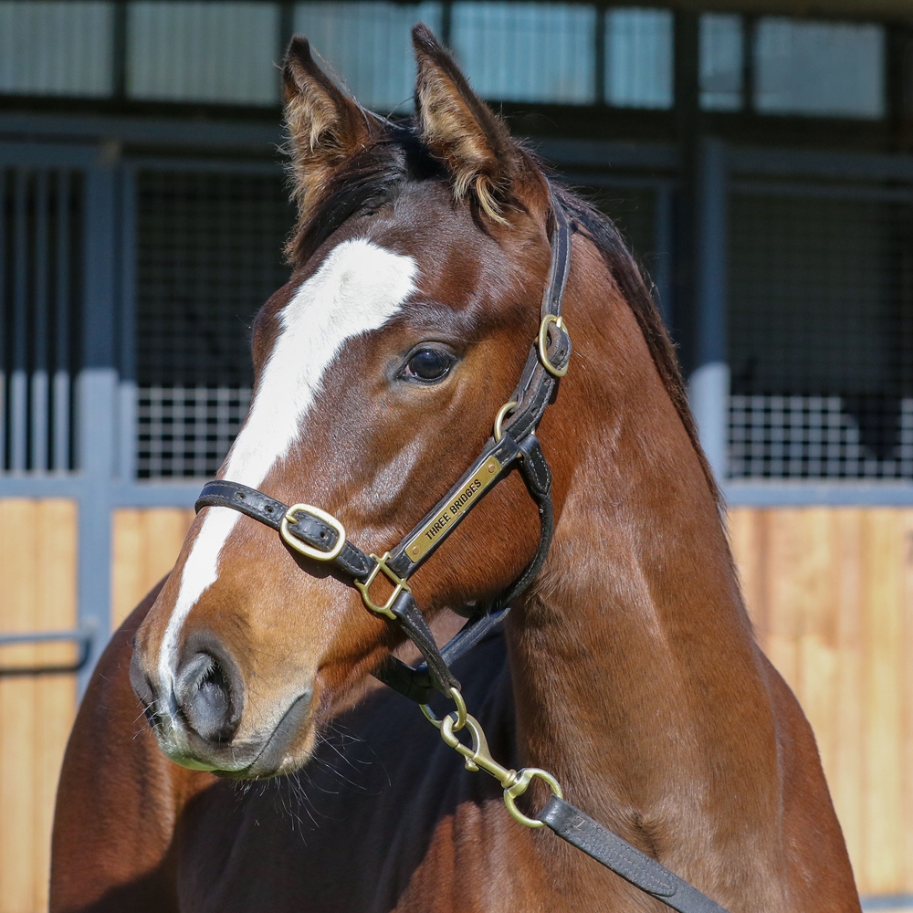 Lofty Strike (AUS) / Lady Millions (AUS) 2025 Filly - Image 2