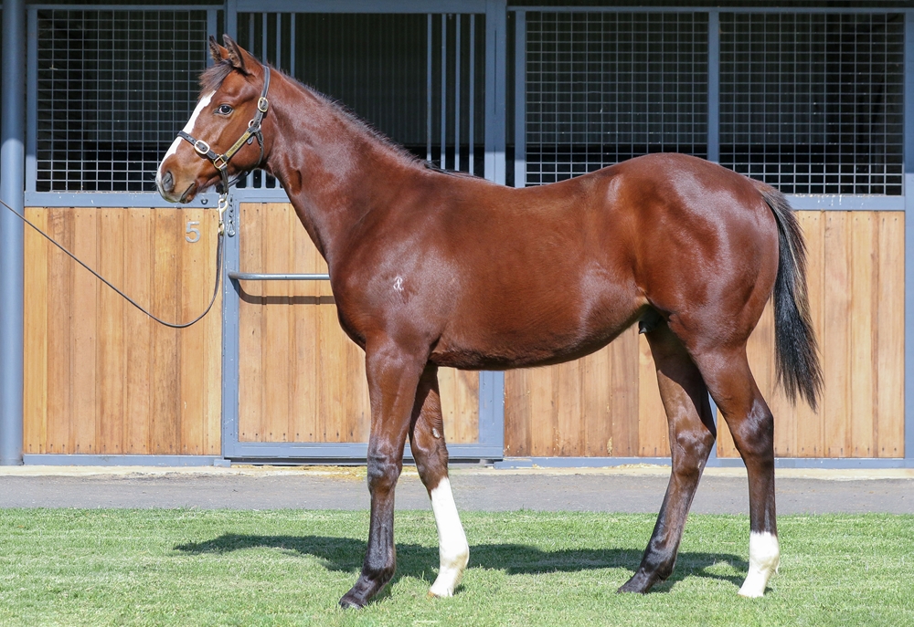 Toronado (IRE) / Love Explodes (GB) 2025 Colt - Image 1
