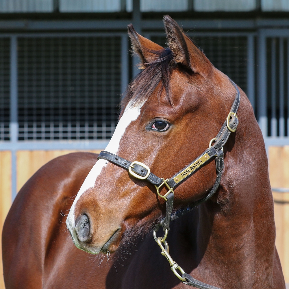 Toronado (IRE) / Love Explodes (GB) 2025 Colt - Image 2