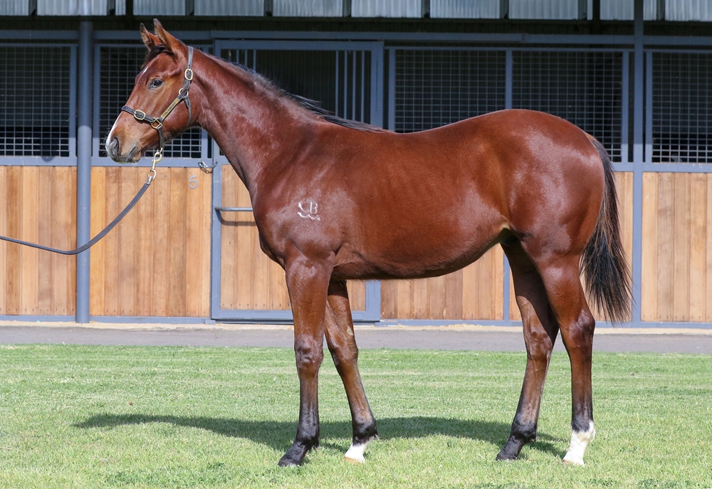 Stay Inside (AUS) / Never Second (AUS) 2025 Colt - Image 1