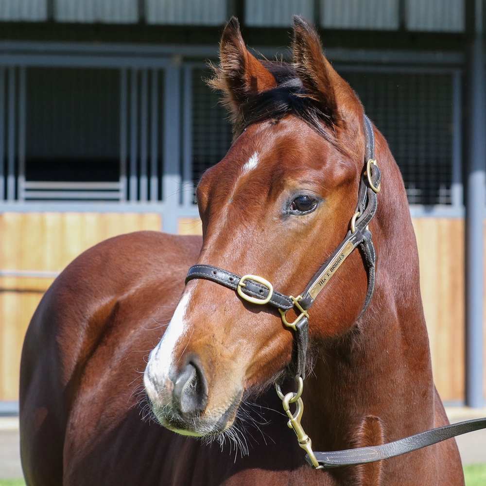 Stay Inside (AUS) / Never Second (AUS) 2025 Colt - Image 2