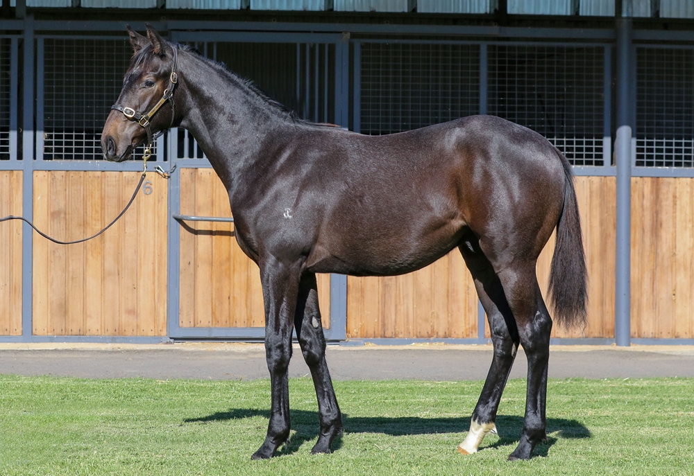 Spirit of Boom (AUS) / Plover Lover (AUS) 2025 Colt - Image 1