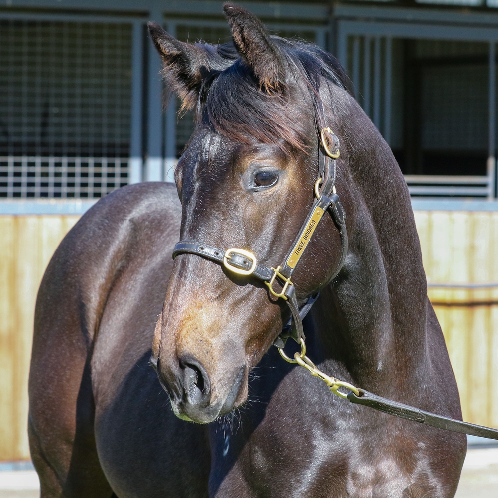 Spirit of Boom (AUS) / Plover Lover (AUS) 2025 Colt - Image 2