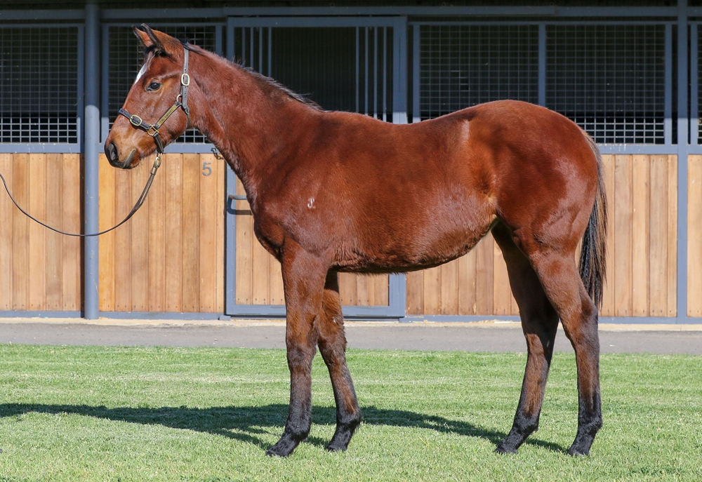 Toronado (IRE) / Quatenus (AUS) 2025 Filly - Image 1