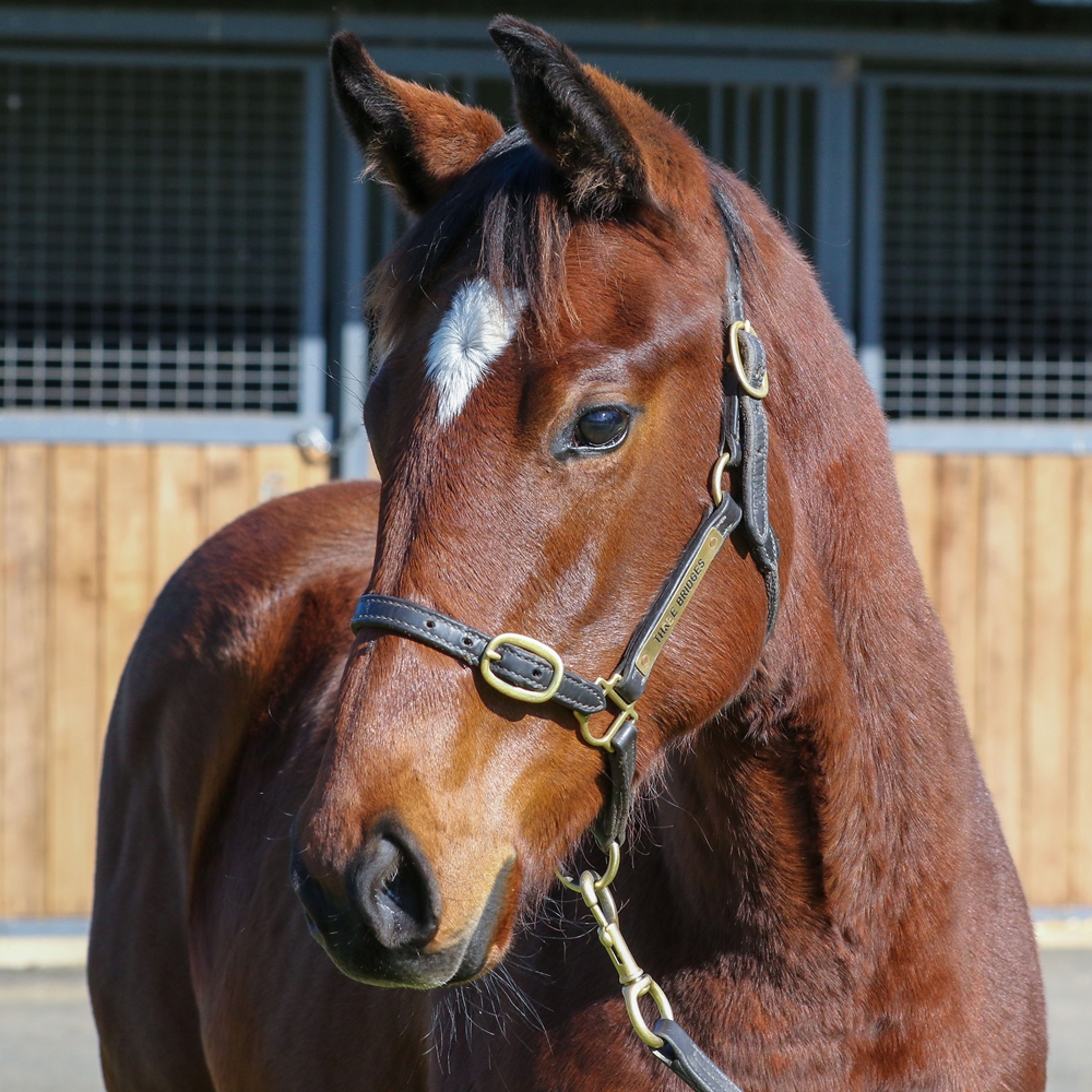 Toronado (IRE) / Quatenus (AUS) 2025 Filly - Image 2
