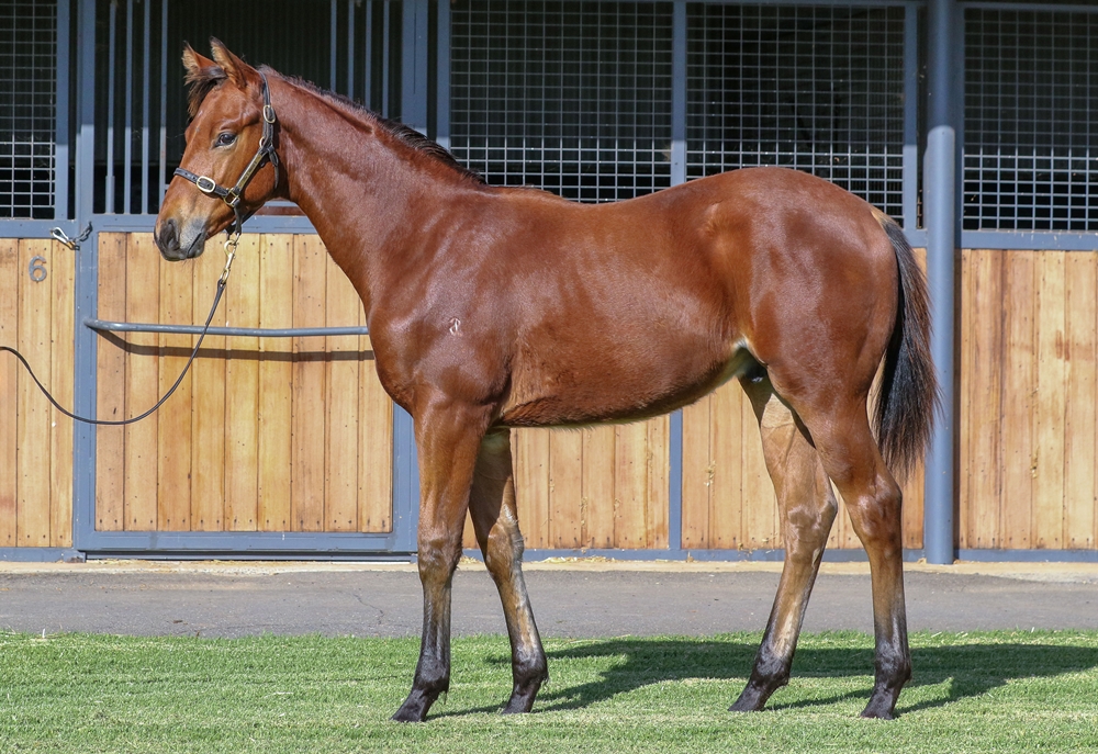 Stay Inside (AUS) / Vergara (AUS) 2025 Colt - Image 1