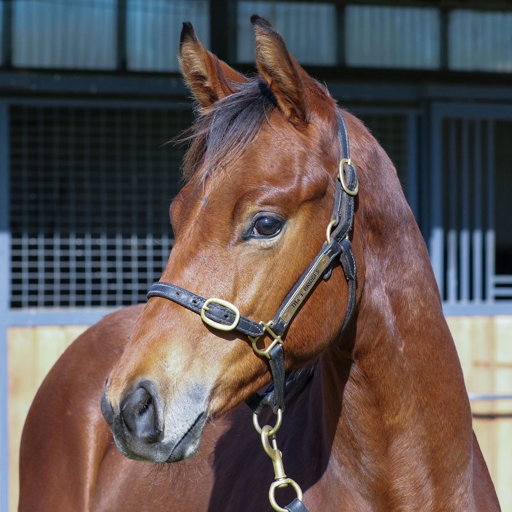 Stay Inside (AUS) / Vergara (AUS) 2025 Colt - Image 2