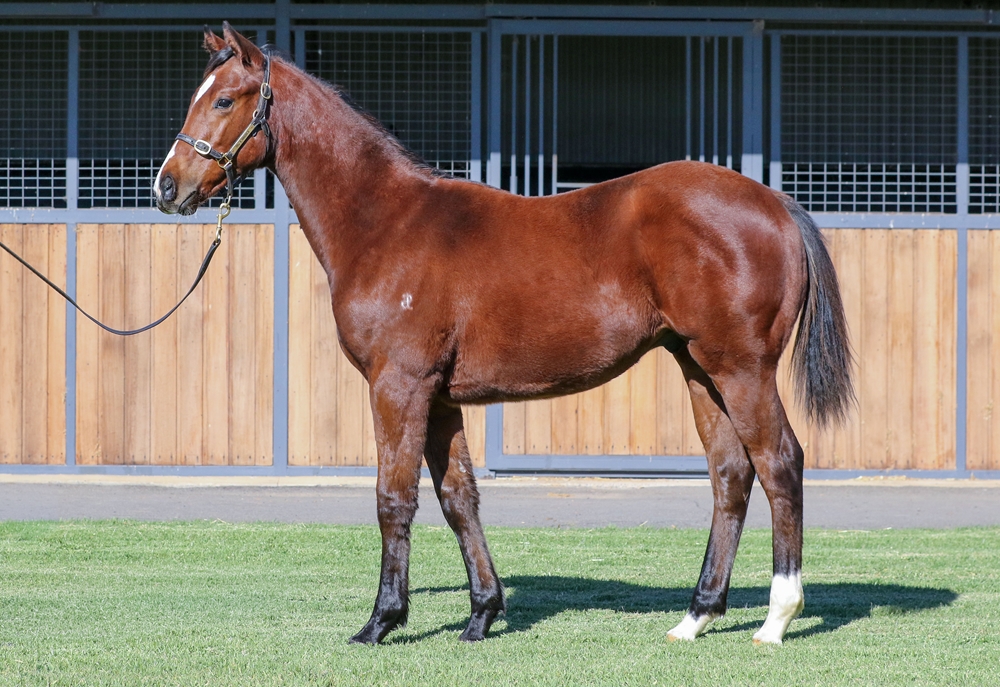 Cylinder (AUS) / Viviette (IRE) 2025 Colt - Image 1