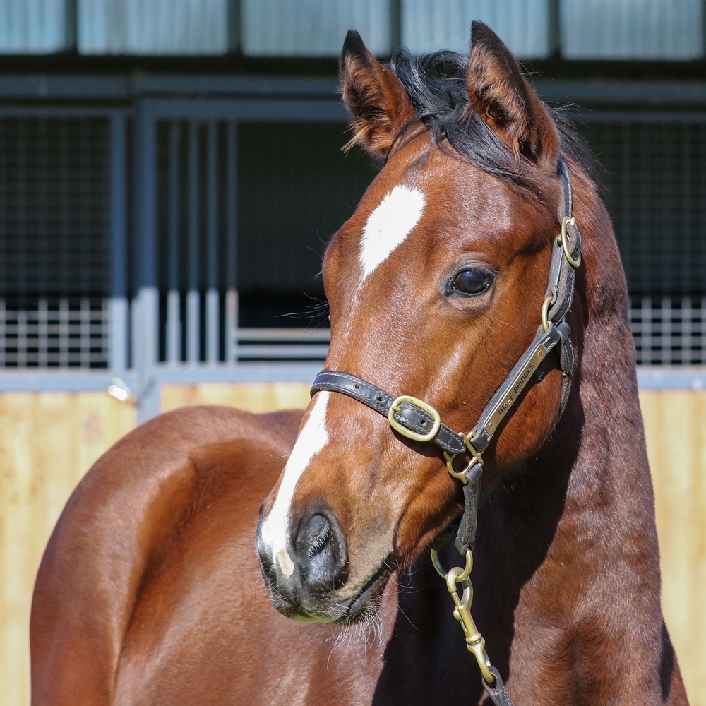 Cylinder (AUS) / Viviette (IRE) 2025 Colt - Image 2