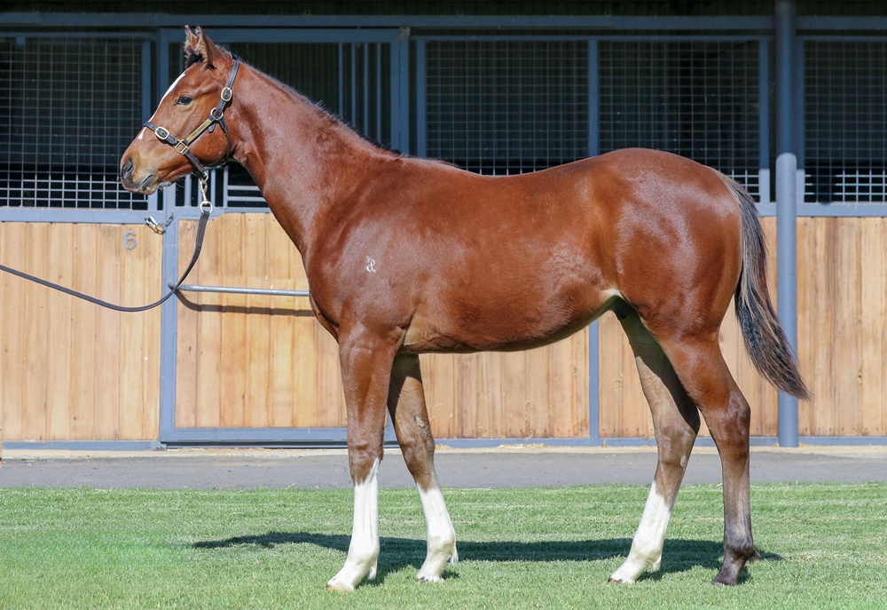 Toronado (IRE) / Wawail (AUS) 2025 Colt - Image 1