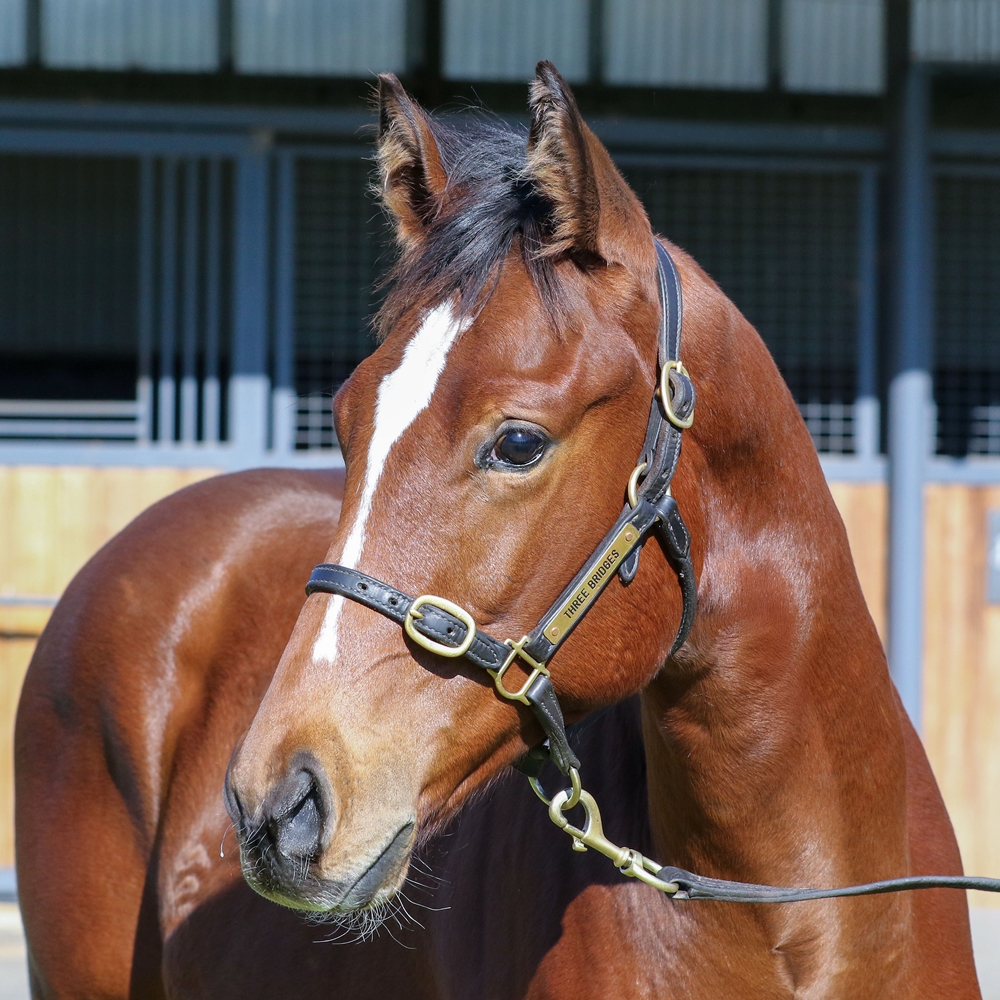 Toronado (IRE) / Wawail (AUS) 2025 Colt - Image 2