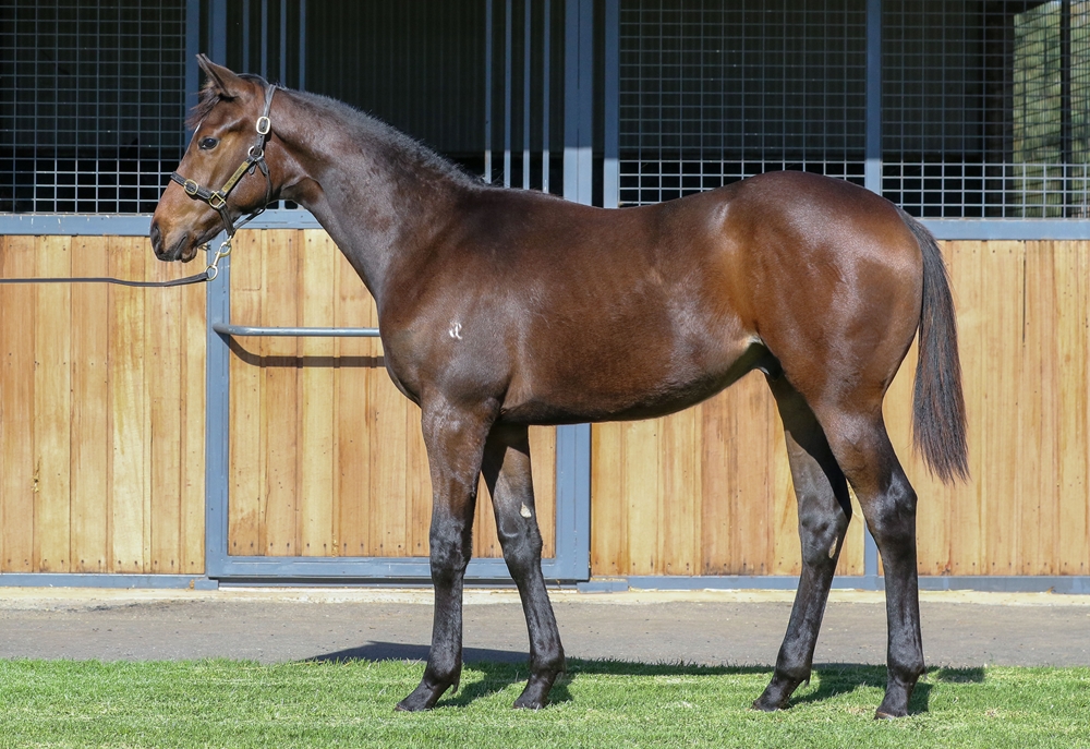 Toronado (IRE) / Chantrea (AUS) 2025 Colt - Image 1