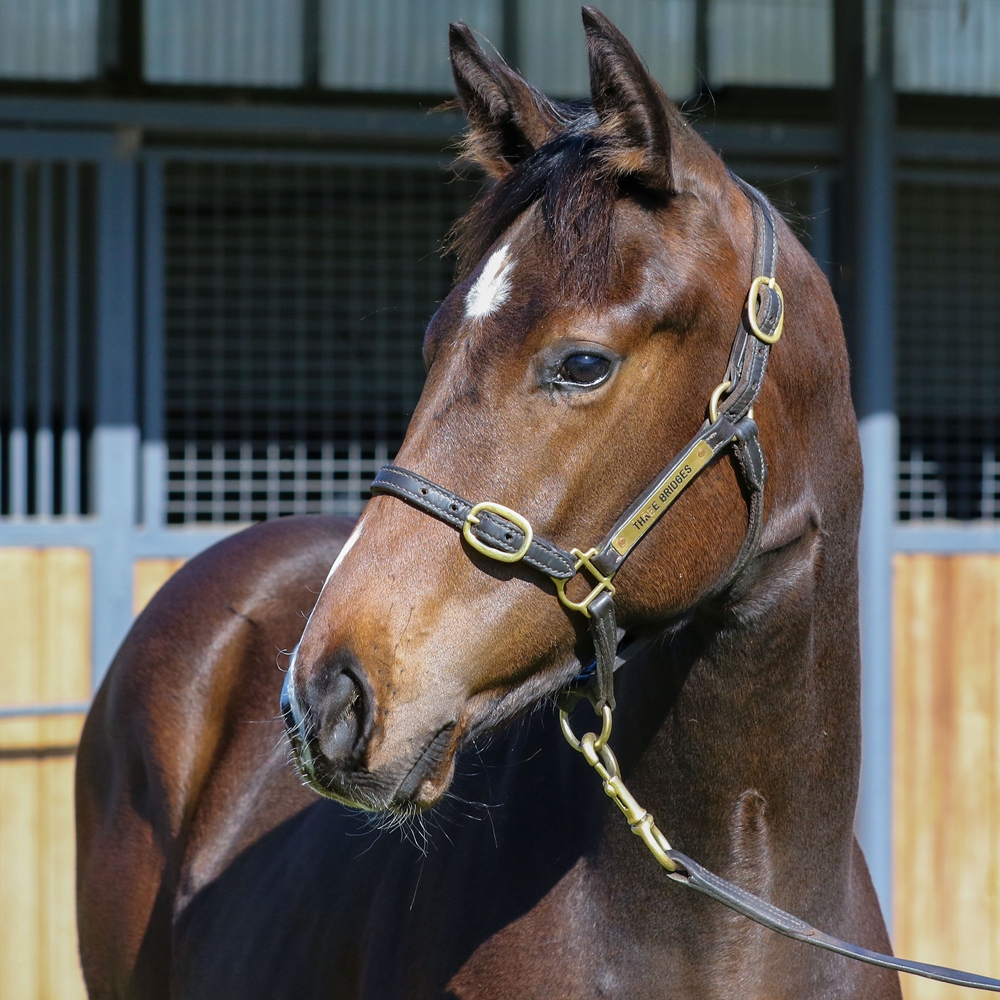 Toronado (IRE) / Chantrea (AUS) 2025 Colt - Image 2