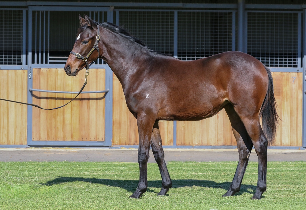 Cylinder (AUS) / Clear for Take Off (GB) 2025 Filly - Image 1