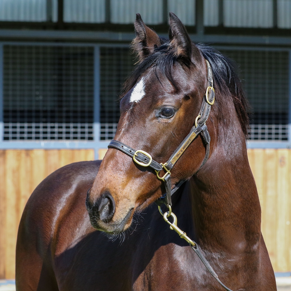 Cylinder (AUS) / Clear for Take Off (GB) 2025 Filly - Image 2