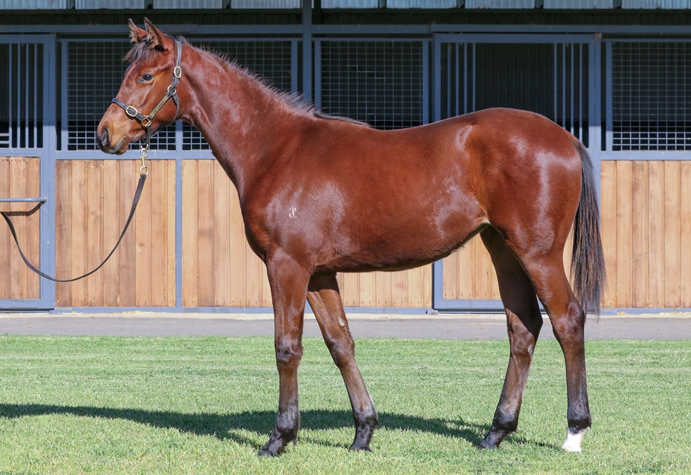 Toronado (IRE) / Dreamworker (USA) 2025 Filly - Image 1