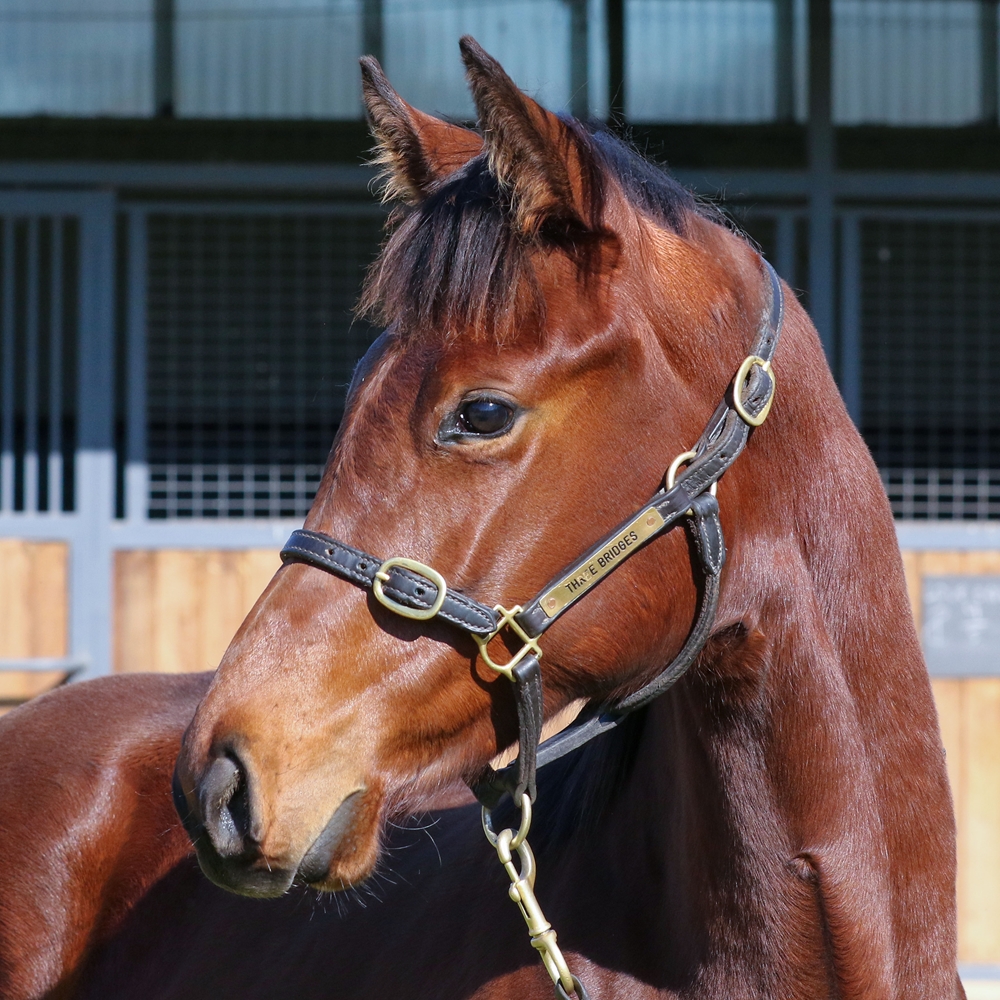 Toronado (IRE) / Dreamworker (USA) 2025 Filly - Image 2