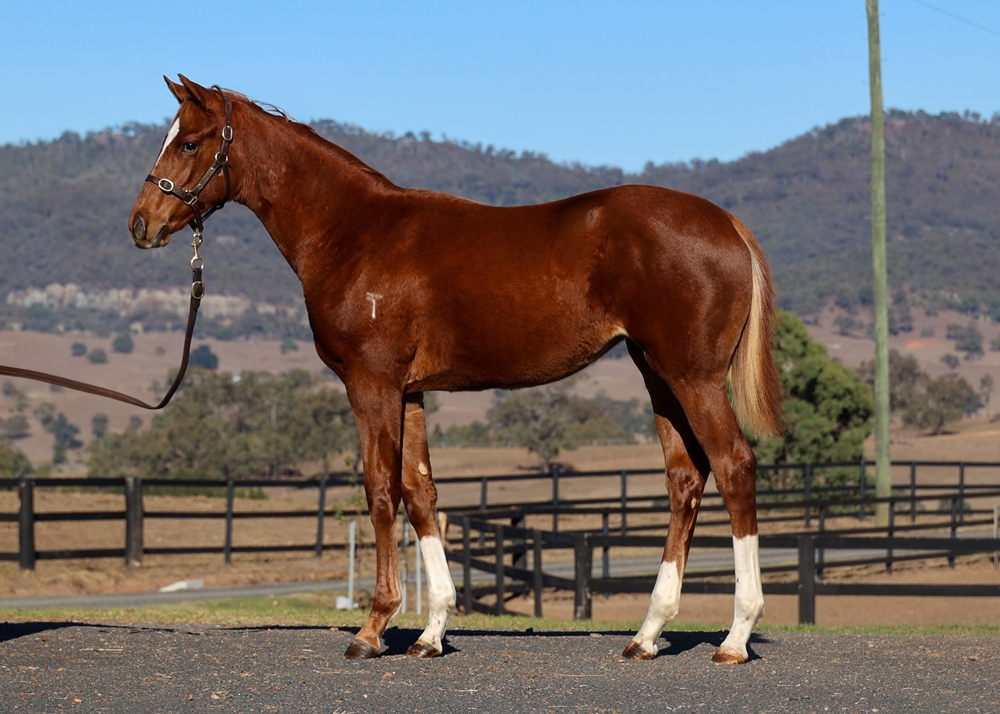 Castelvecchio (AUS) / Pizzly (AUS) 2025 Filly - Image 1
