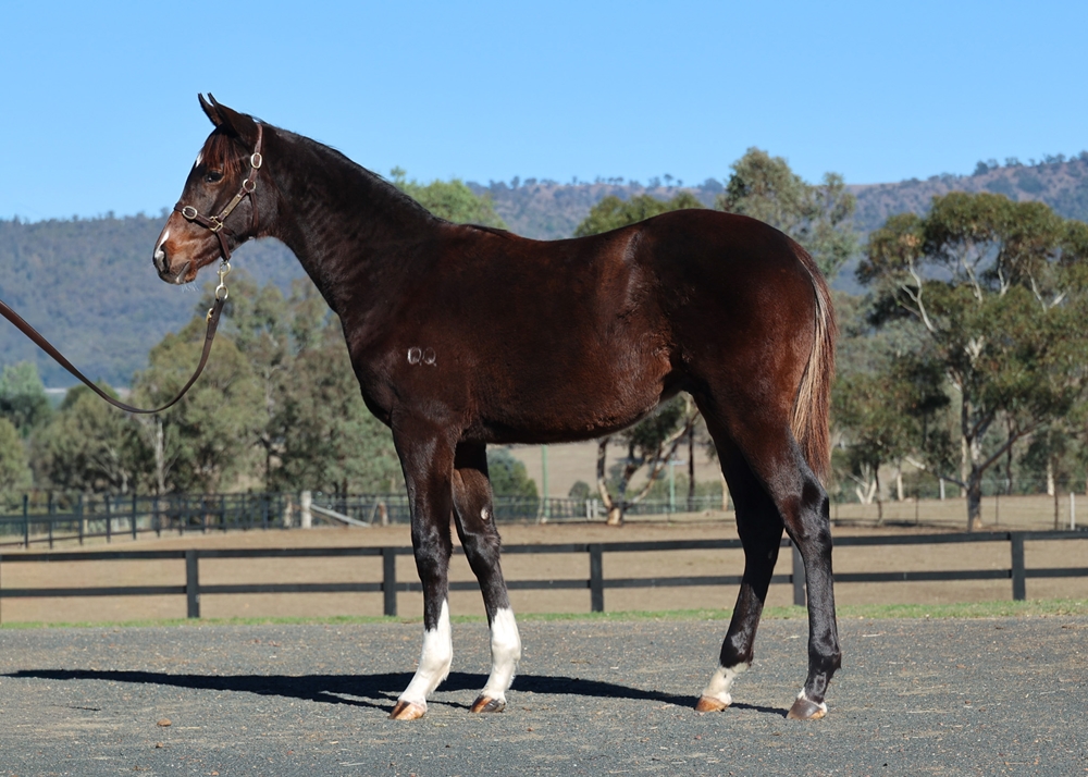 So You Think (NZ) / Princess Layla (AUS) 2025 Colt - Image 1