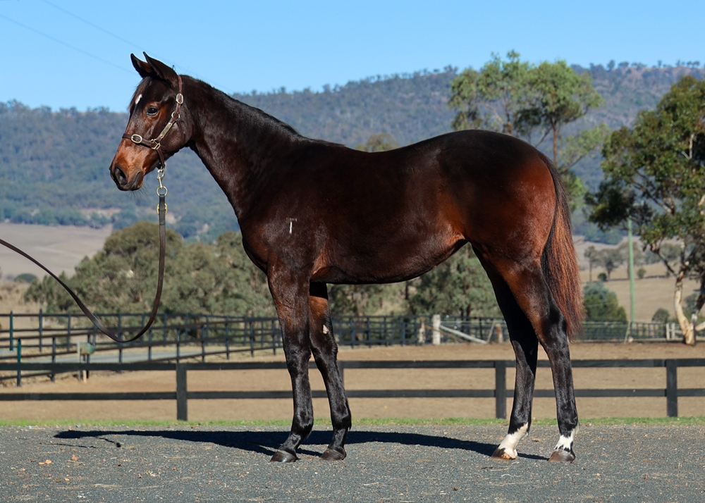 Brutal (NZ) / The Wasp (AUS) 2025 Filly - Image 1