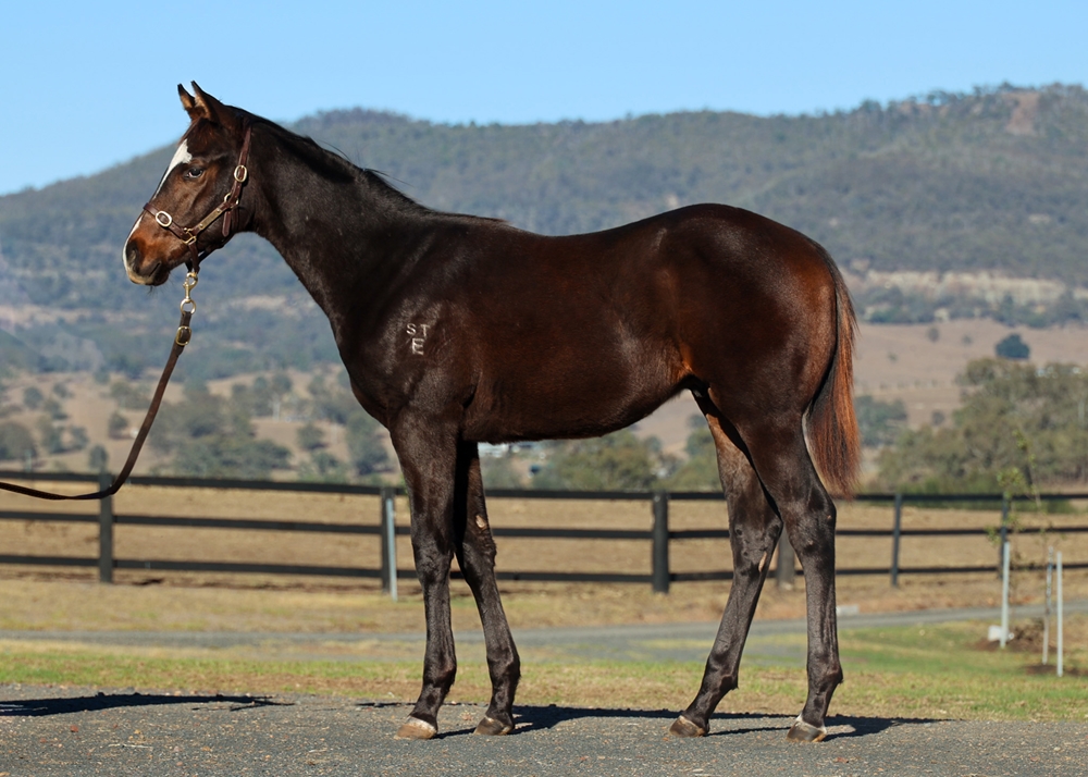Pride of Dubai (AUS) / Beauty School (AUS) 2025 Colt - Image 1