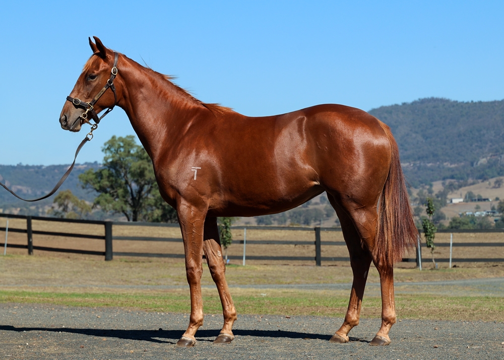 Pinatubo (IRE) / Maewyn (IRE) 2024 Filly - Image 1