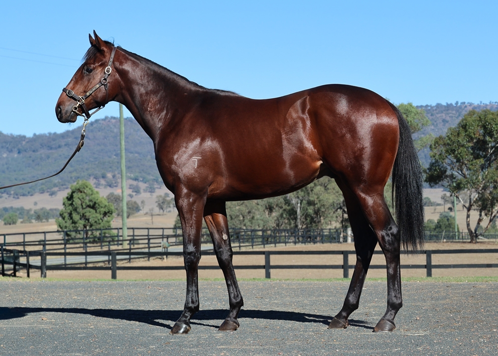 Dubious (AUS) / Cocktail Friday (NZ) 2024 Colt - Image 1