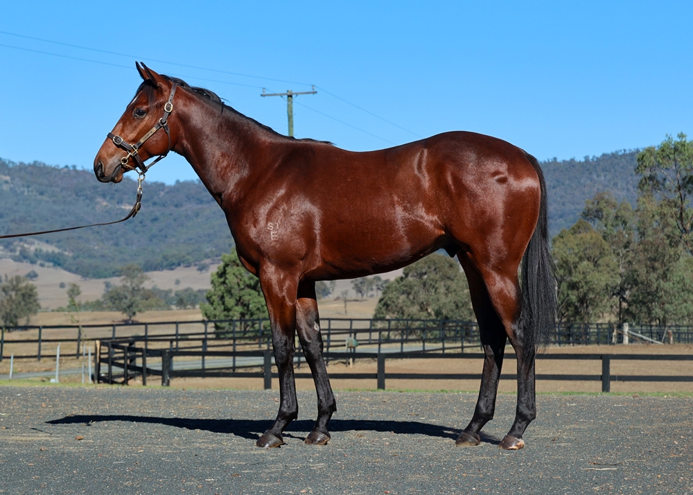 Acrobat (AUS) / Fortune Smiles (AUS) 2024 Colt - Image 1