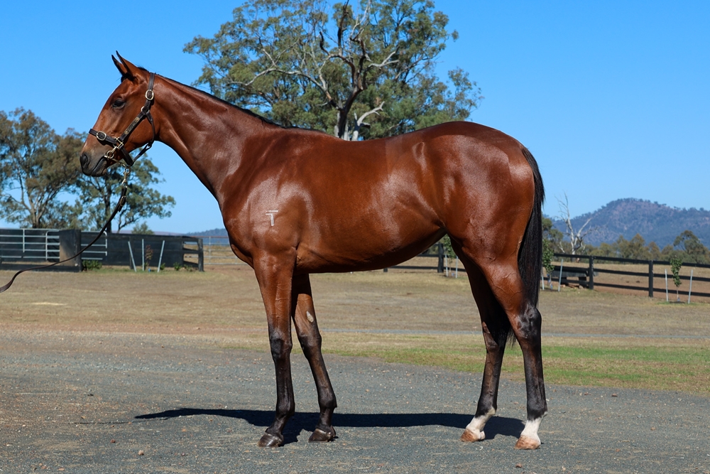 The Autumn Sun (AUS) / Gladwell (AUS) 2024 Filly - Image 1