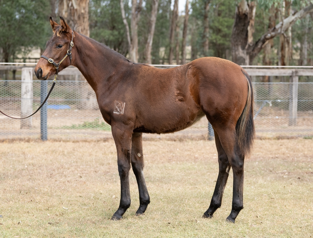 Cool Aza Beel (NZ) / Miss Lustrous (NZ) 2025 Filly - Image 1