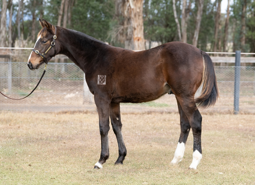 Singing (FR) / Our Filly (AUS) 2025 Colt - Image 1