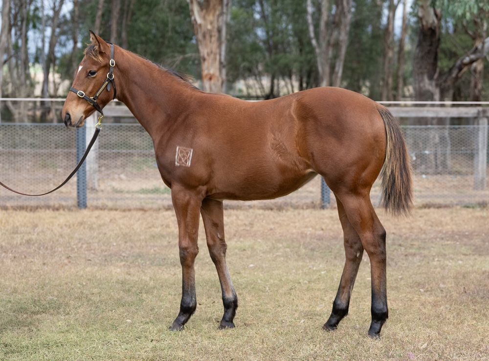 Graff (AUS) / Sonic Power (AUS) 2025 Filly - Image 1