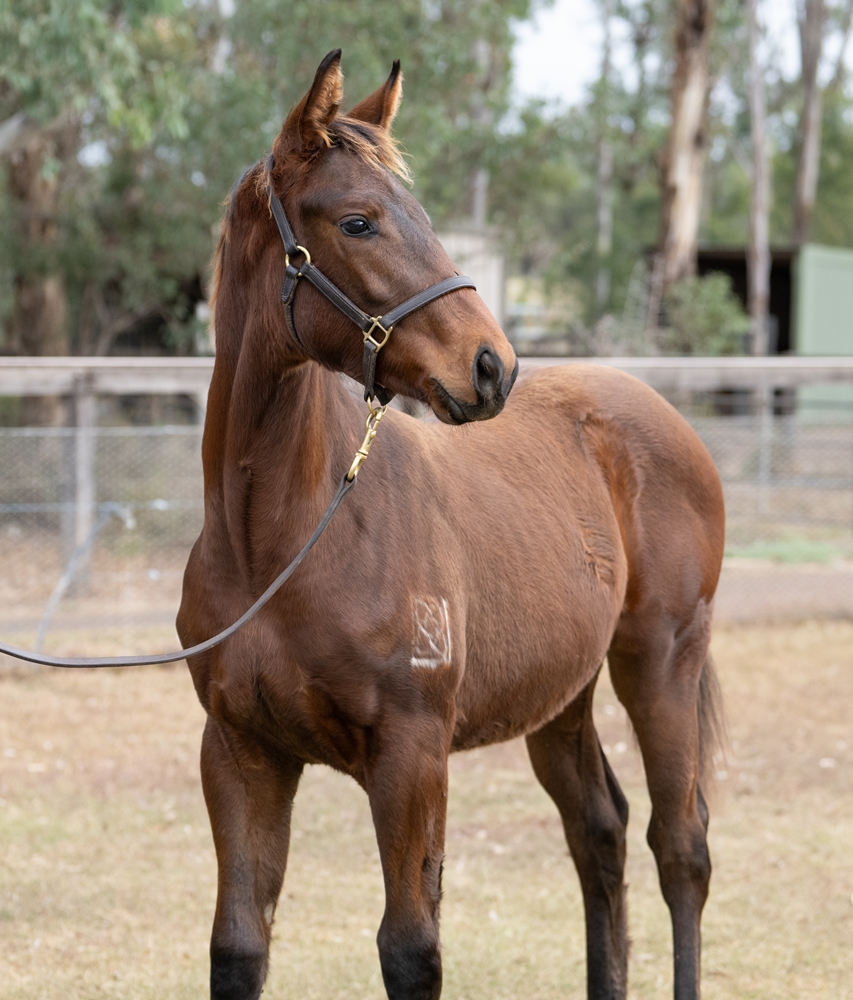 Cool Aza Beel (NZ) / Miss Lustrous (NZ) 2025 Filly - Image 2