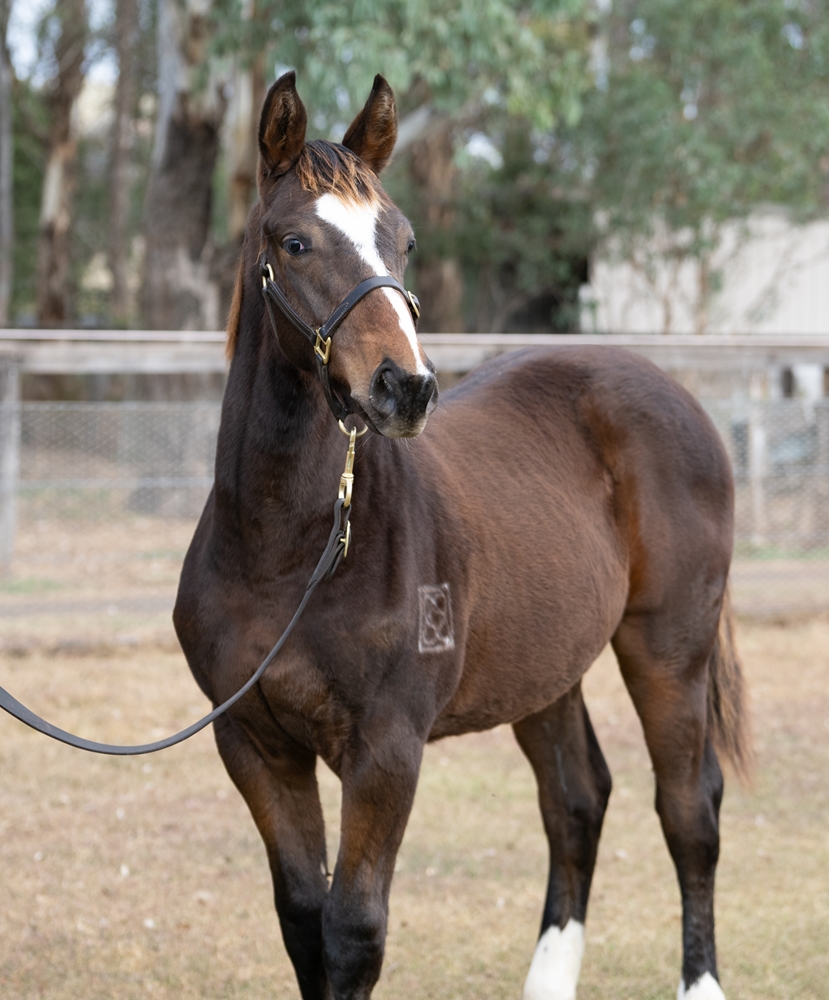 Singing (FR) / Our Filly (AUS) 2025 Colt - Image 2