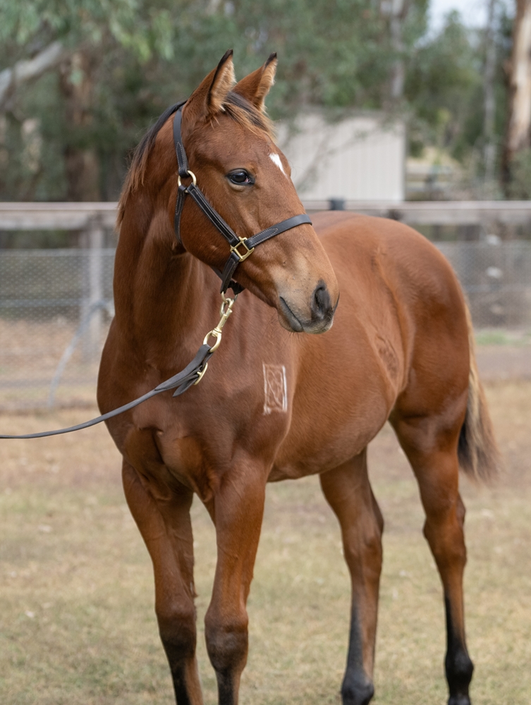 Graff (AUS) / Sonic Power (AUS) 2025 Filly - Image 2