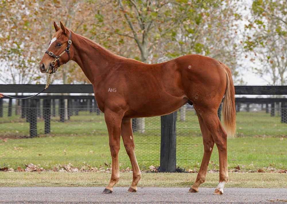 St Mark's Basilica (FR) / Lady Piaf (AUS) 2025 Colt - Image 1