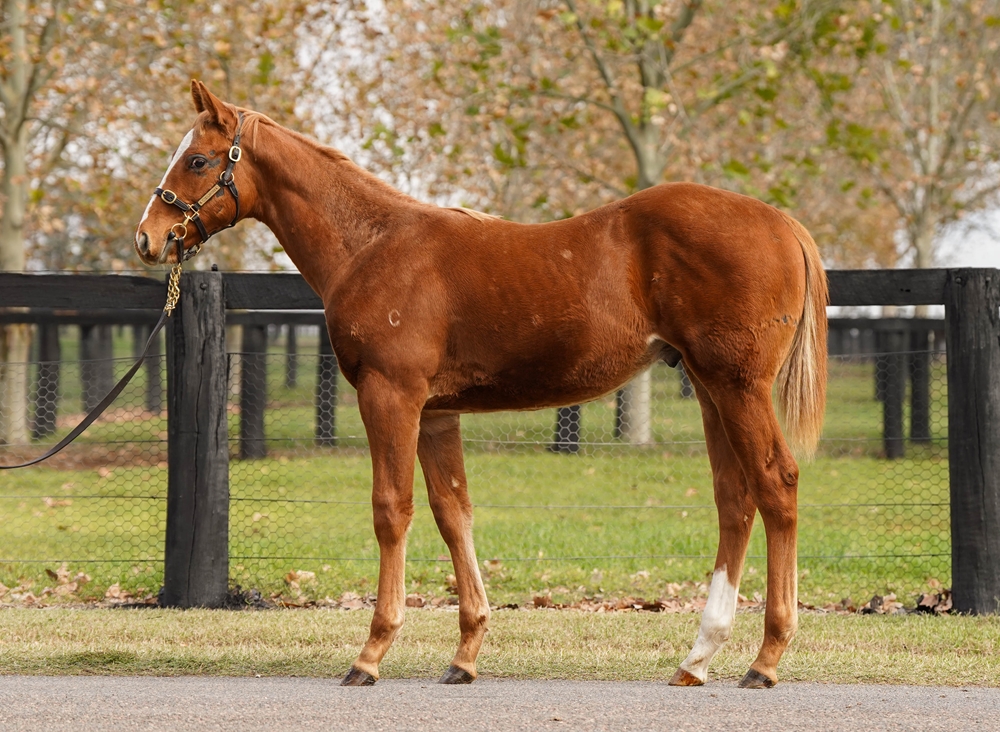 Home Affairs (AUS) / Little Miss Smiley (AUS) 2025 Colt - Image 1