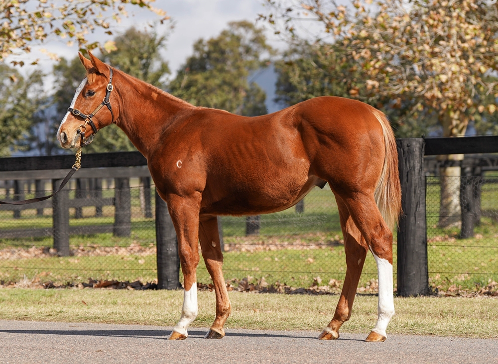 Home Affairs (AUS) / Maybe Just Maybe (JPN) 2025 Colt - Image 1