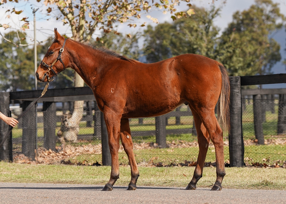 Justify (USA) / Pink Peonies (IRE) 2025 Colt - Image 1