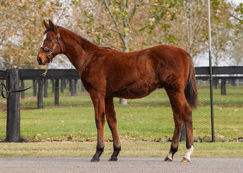 Home Affairs (AUS) / Russian Camilla (IRE) 2025 Colt - Image 1