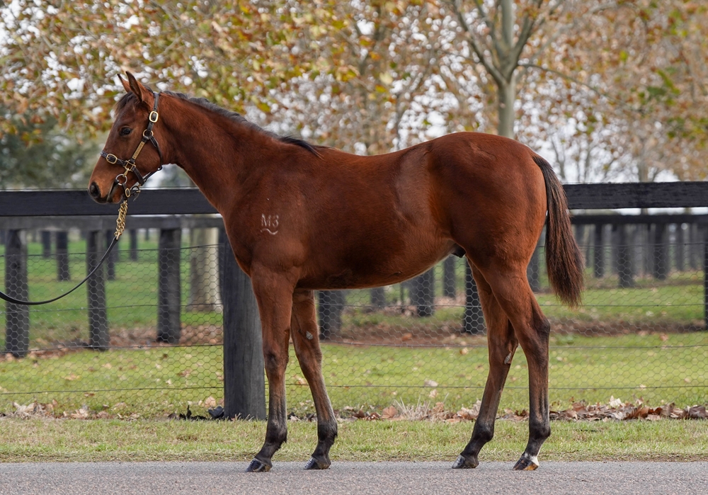 Wootton Bassett (GB) / Sweet Sister (AUS) 2025 Colt - Image 1