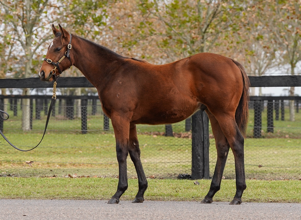 Lofty Strike (AUS) / Windstream (AUS) 2025 Colt - Image 1