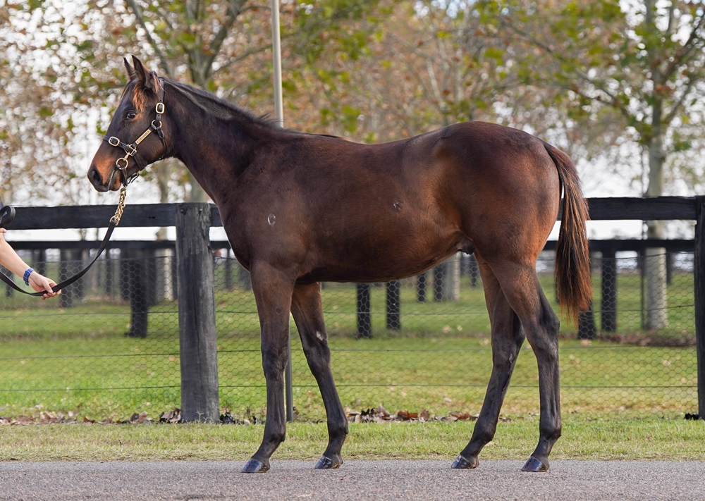 Wootton Bassett (GB) / Beginnings (USA) 2025 Colt - Image 1