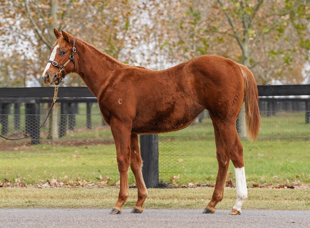 Home Affairs (AUS) / Cancel (AUS) 2025 Filly - Image 1